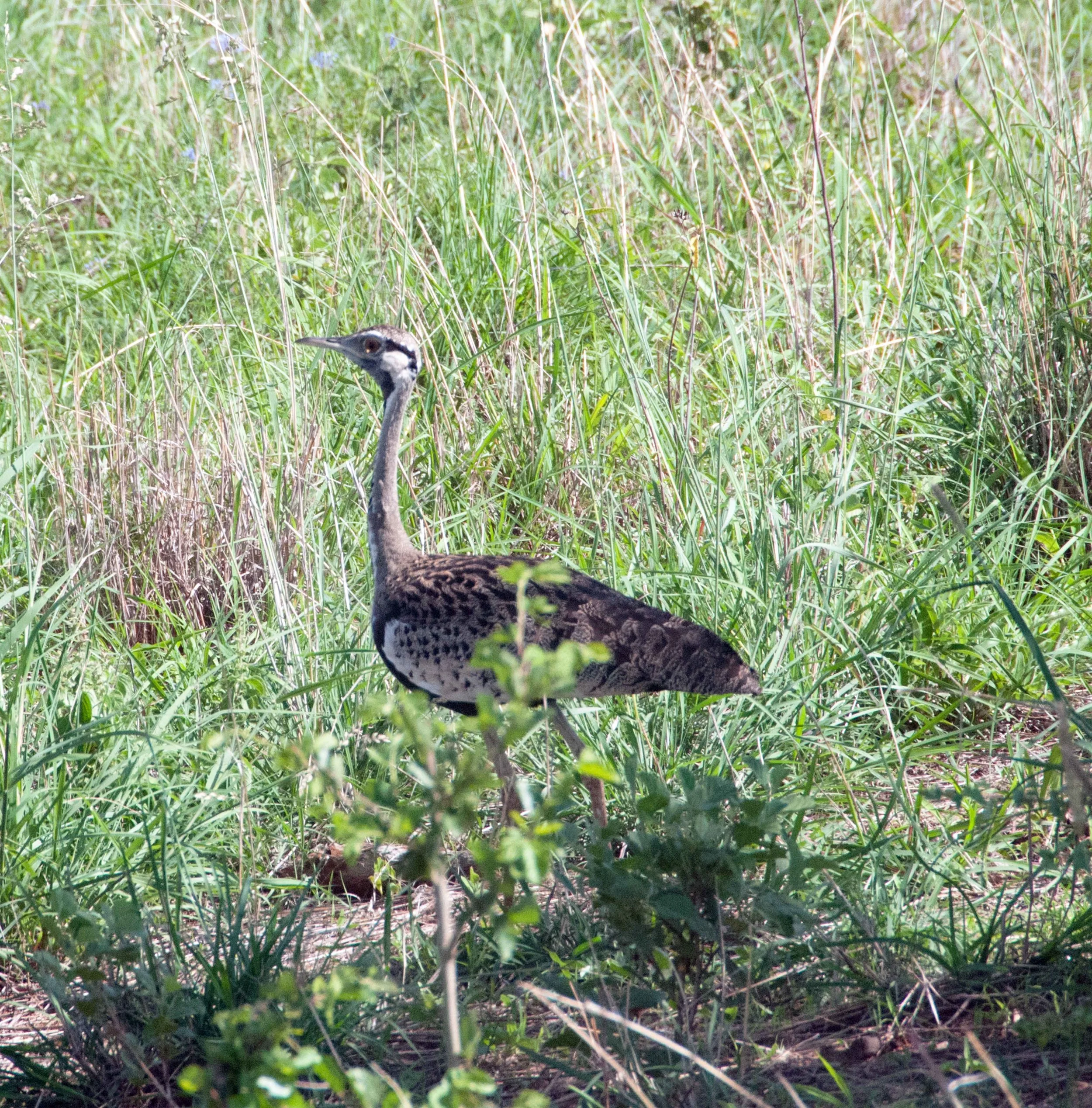 DSC_6644.jpg