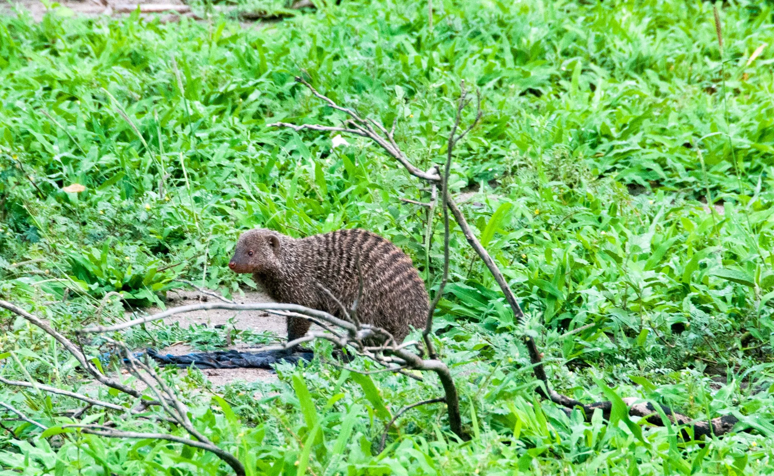 DSC_6691.jpg