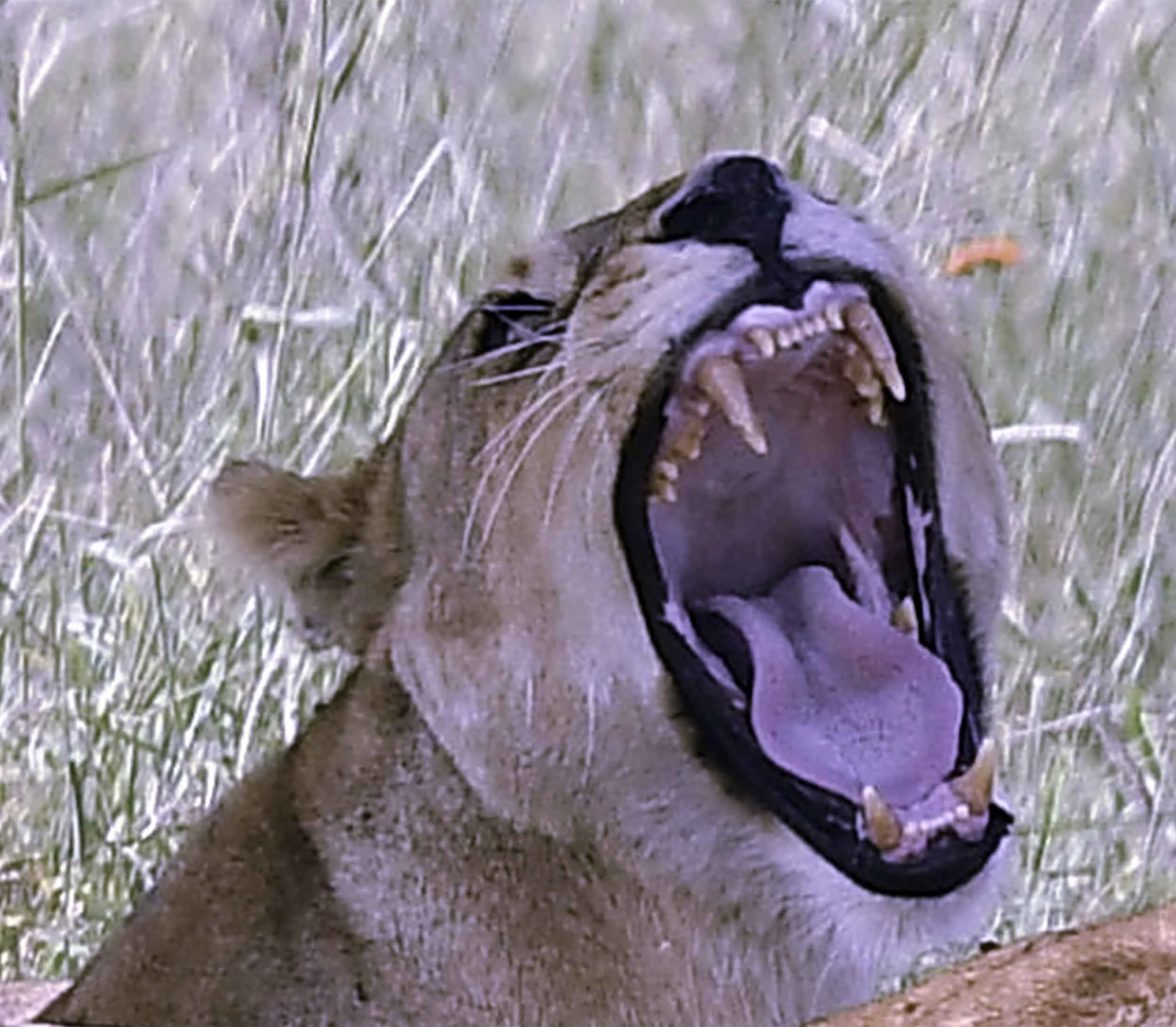 lion6.jpg