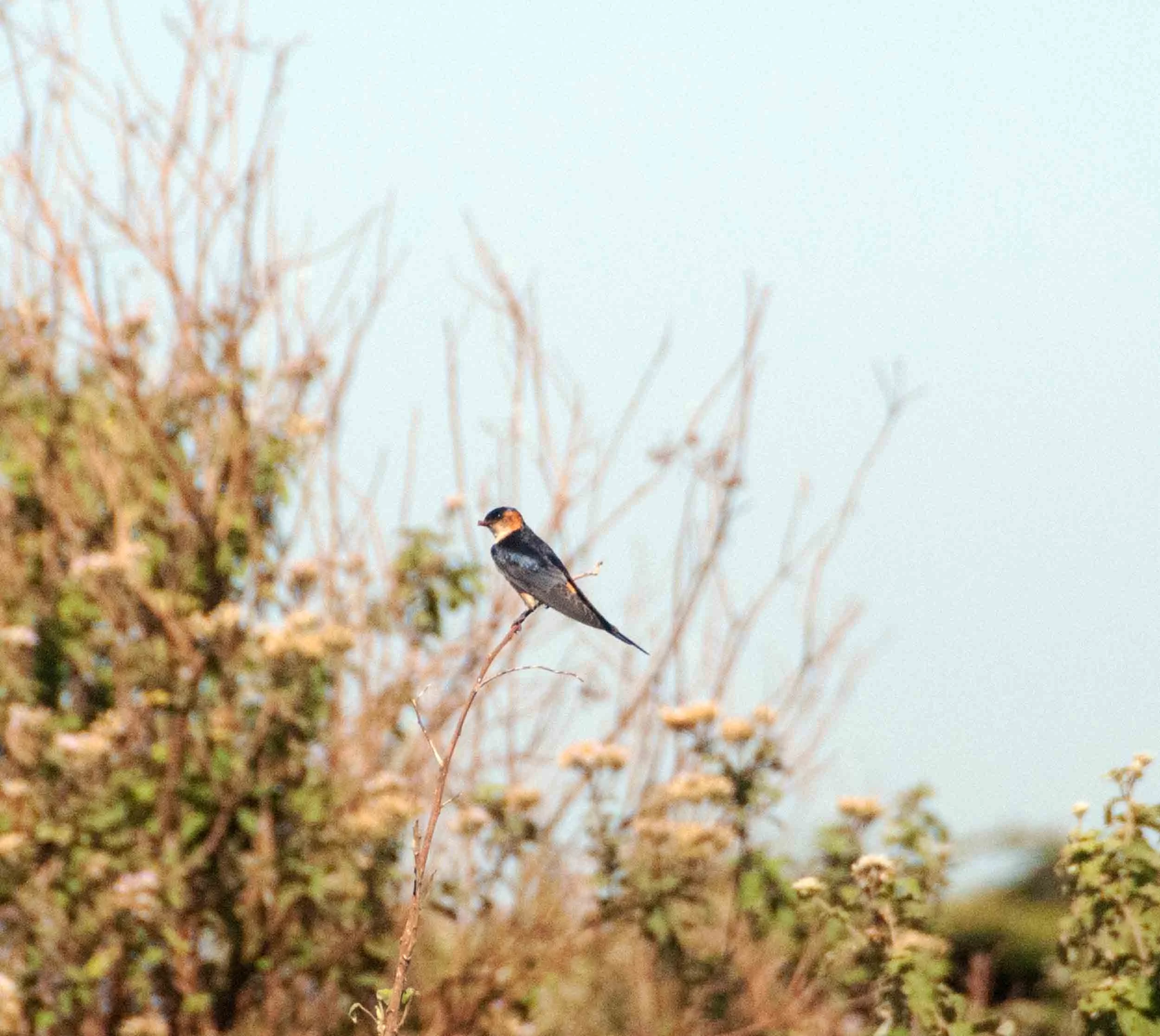 DSC_7017.jpg