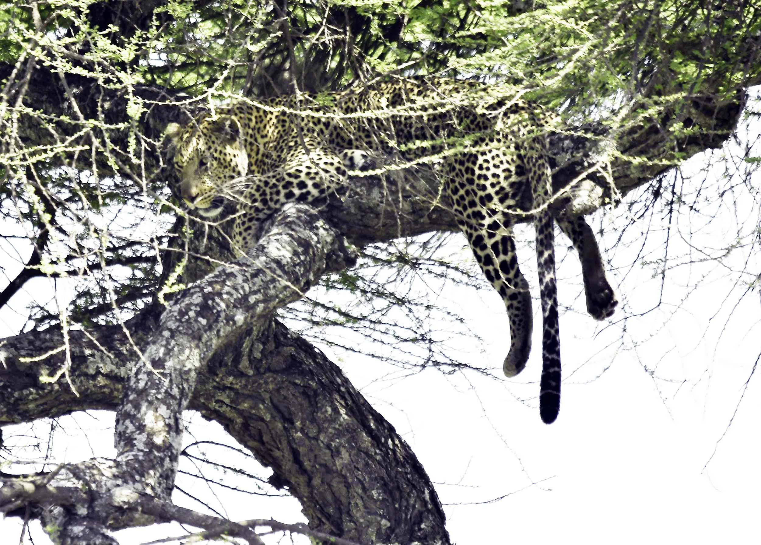 leopard.jpg