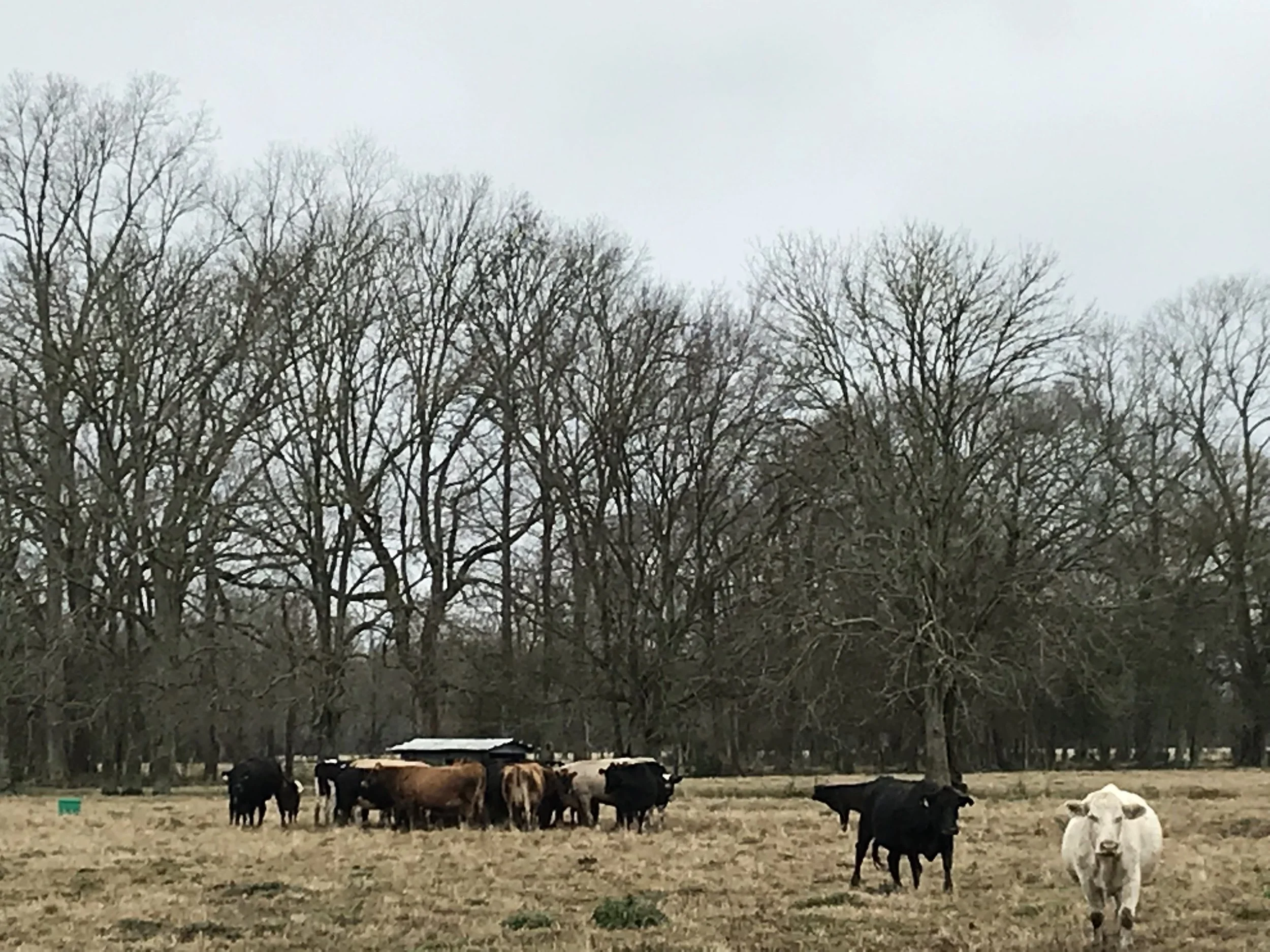 petrus rabbit feed near me