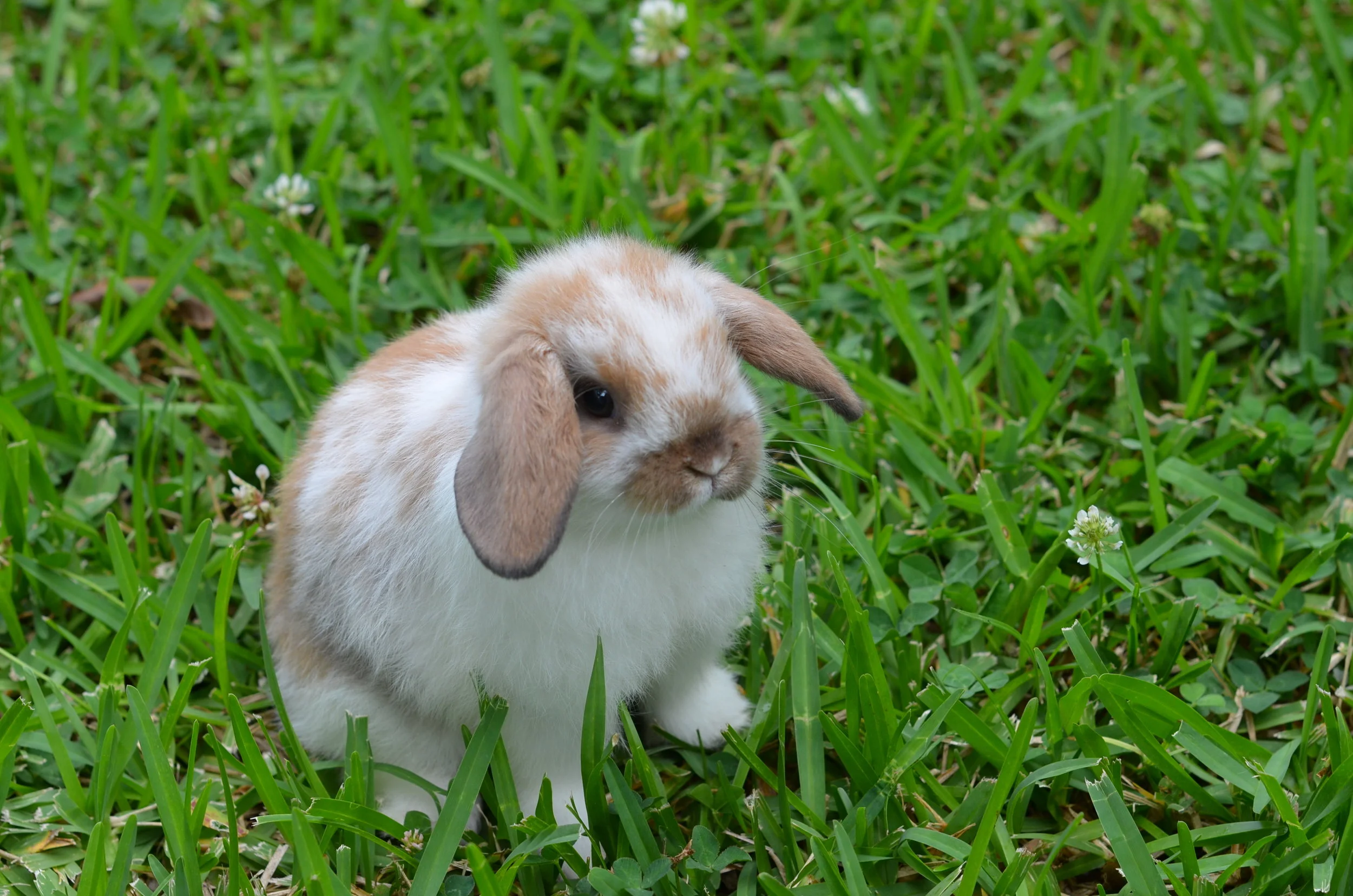 petrus rabbit feed near me