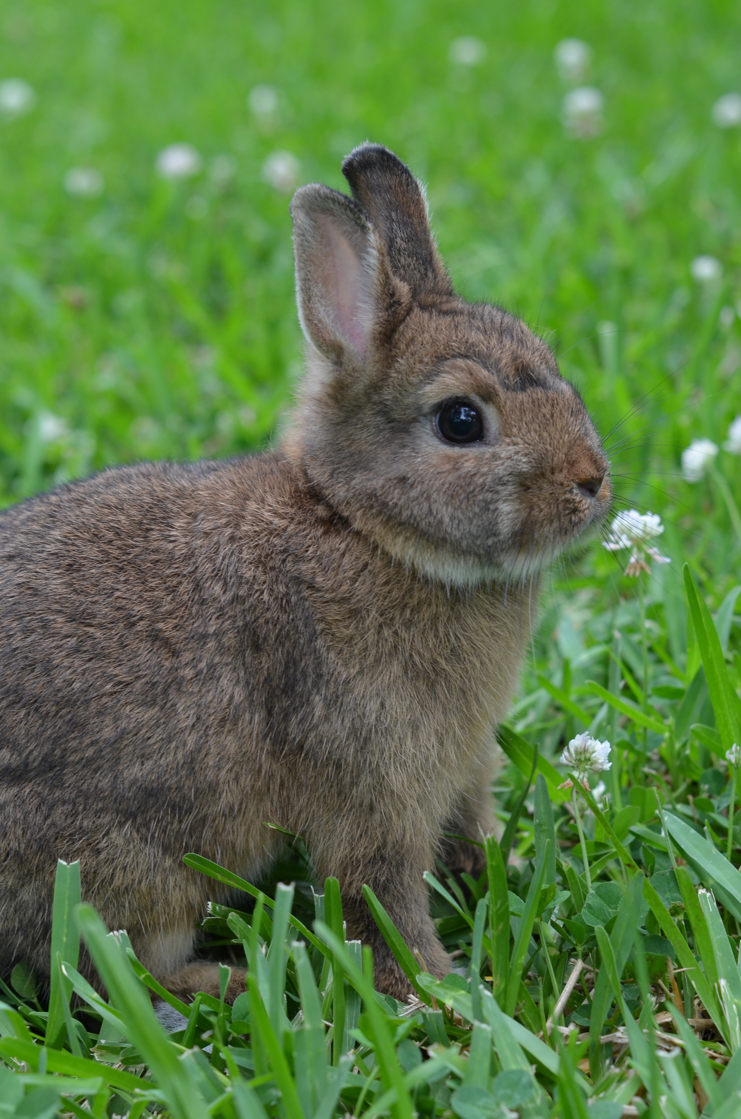 petrus rabbit feed near me