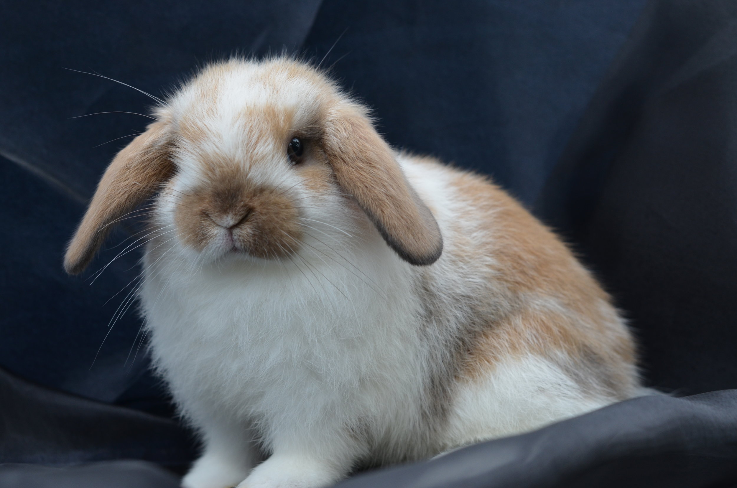 petrus rabbit feed near me