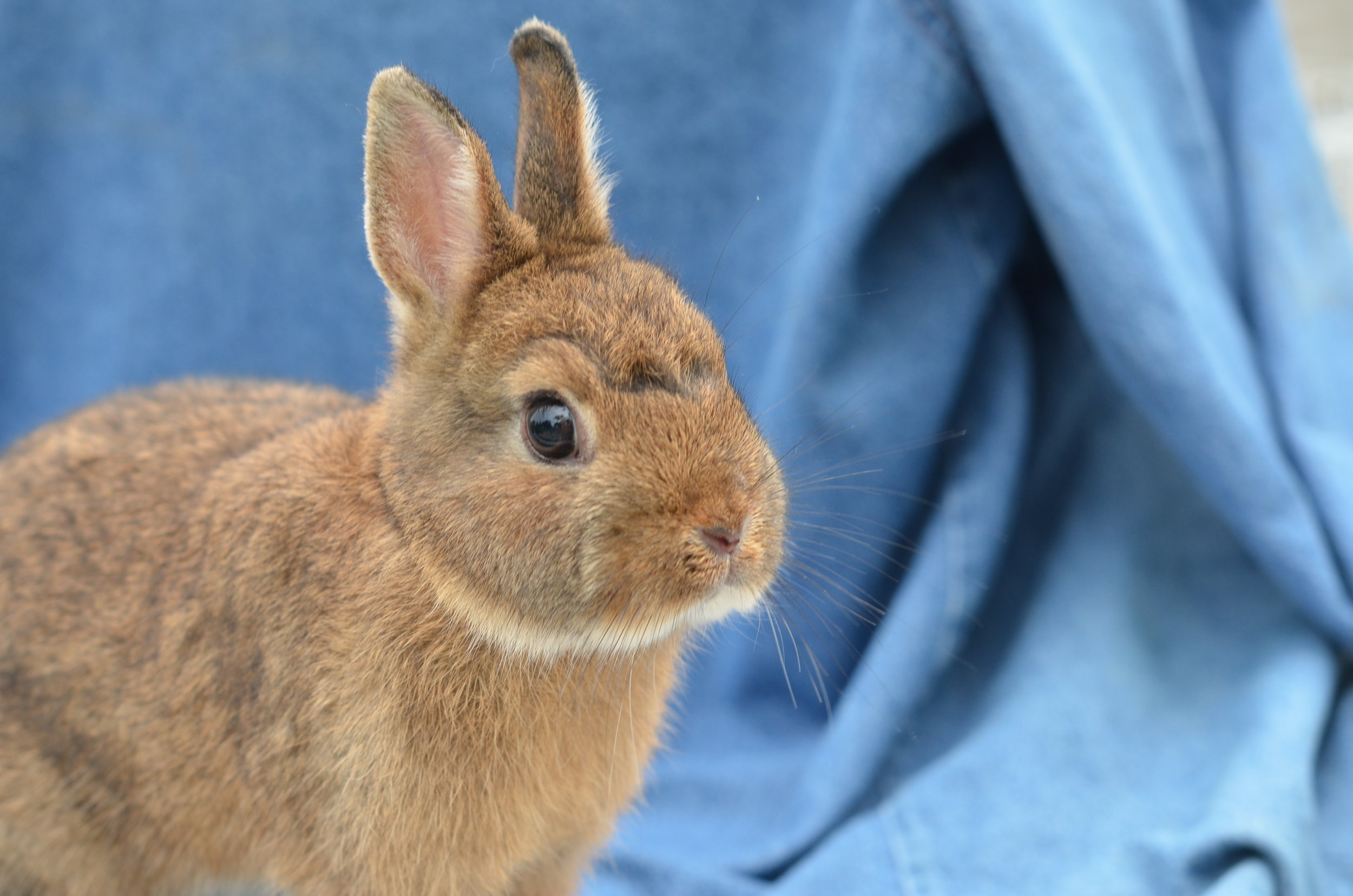 petrus rabbit feed near me