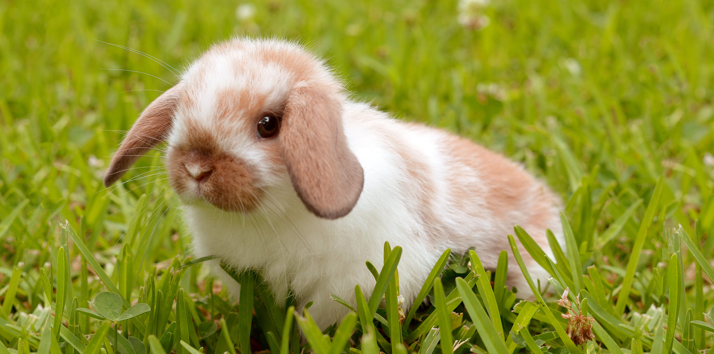 petrus rabbit feed near me