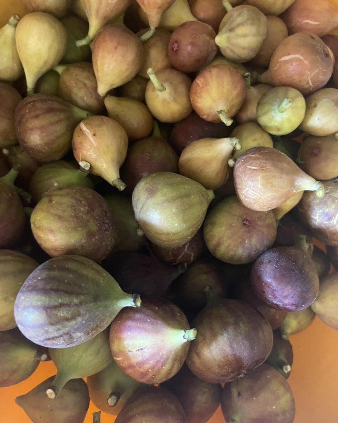 Fresh figs and tobacco peppers available today!

We also have:
Tomatoes
Canning tomatoes
Bell peppers
Jalape&ntilde;os
Onions
Gala apples
Ginger gold apples
Blondee apples
Crowder peas (by the lb)
Mini cantaloupes