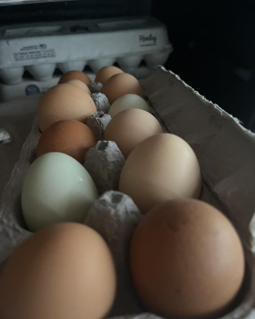 Farm raised brown eggs [and some blue ones] are restocked!