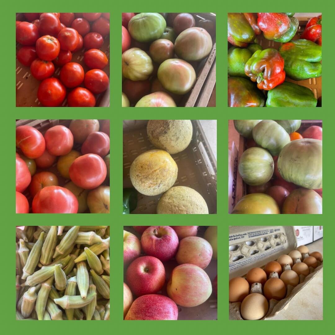 What&rsquo;s available today:

&bull;Red tomatoes
&bull;German Johnson
&bull;Cherokee Purple
&bull;Green Giant
&bull;Mtn. Gold
&bull;Okra
&bull;Gala Apples
&bull;Blondee Apples
&bull;Ginger Gold Apples
&bull;Yellow Peaches [after lunch]
&bull;Bell Pe