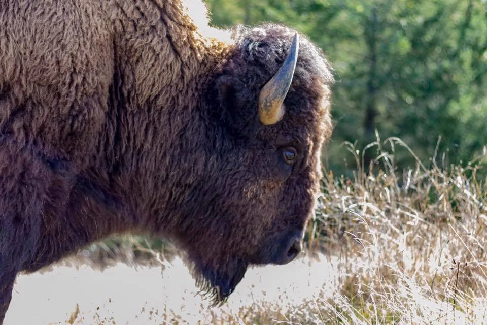 bison 14.jpg