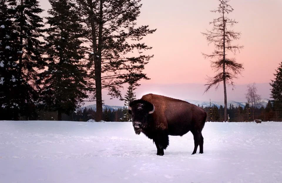 bison 6.jpg