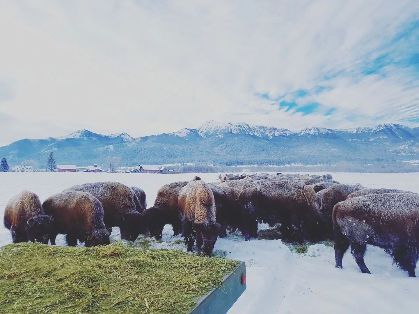 bison 11.jpg