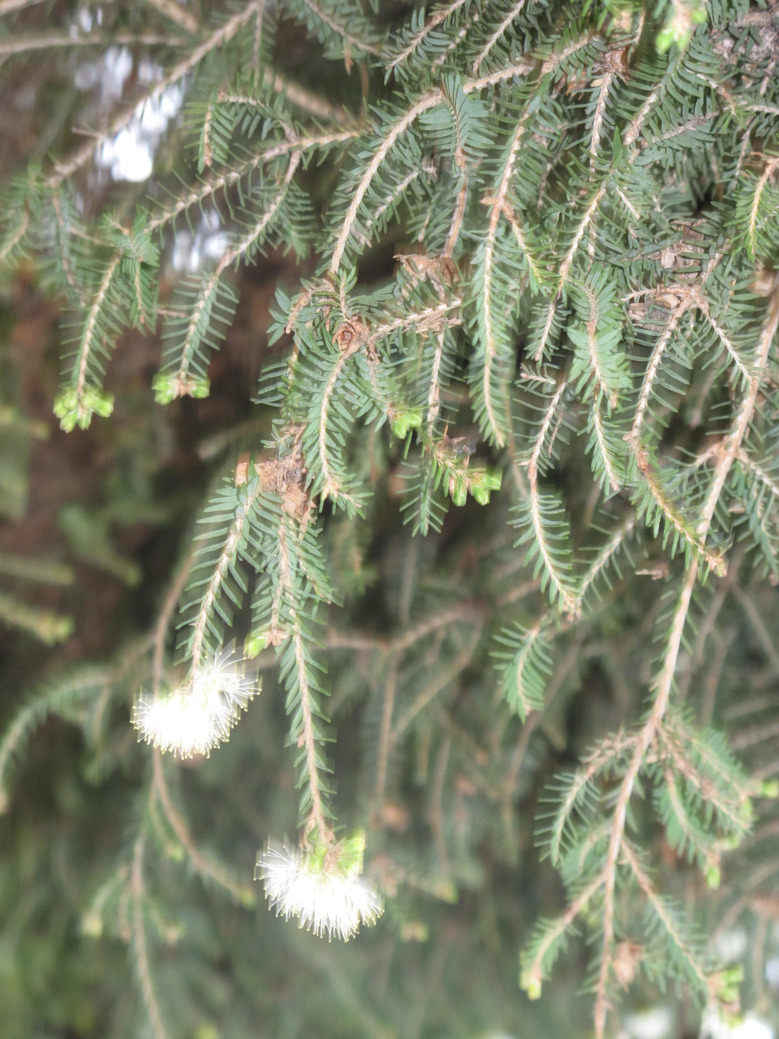 _Melaleuca.jpg
