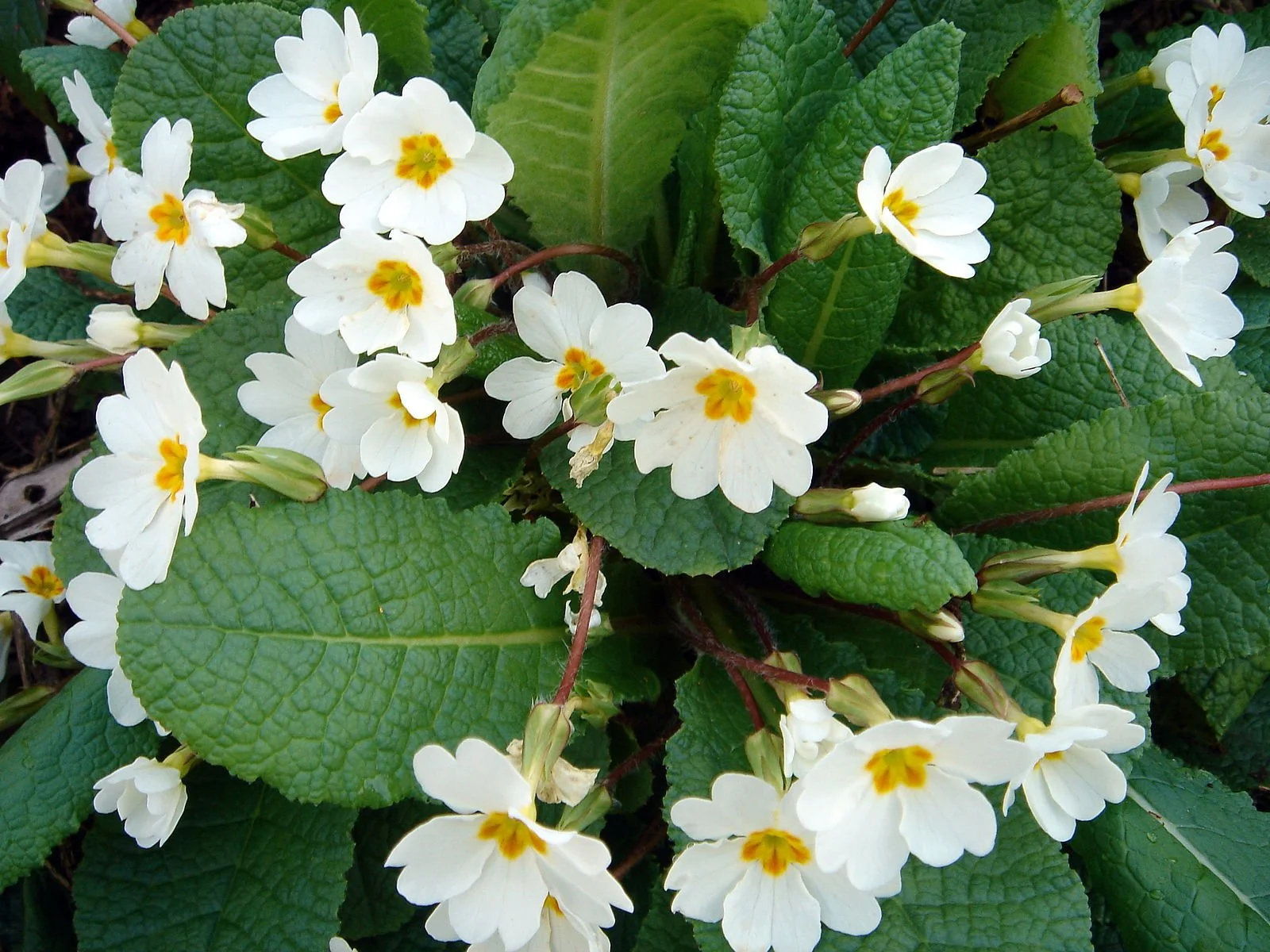 Primula_vulgaris-1.JPG