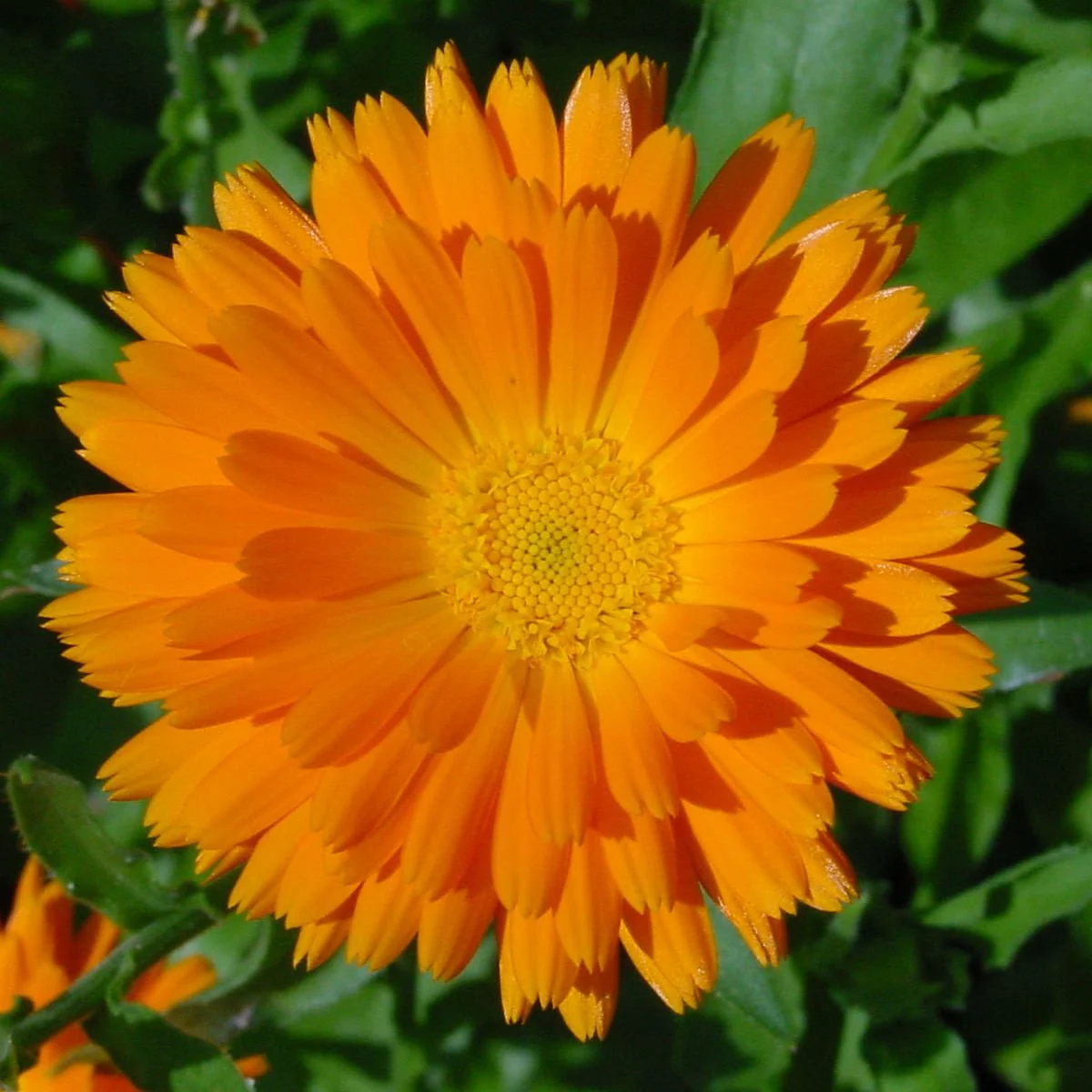 1200px-Calendula_K.JPG