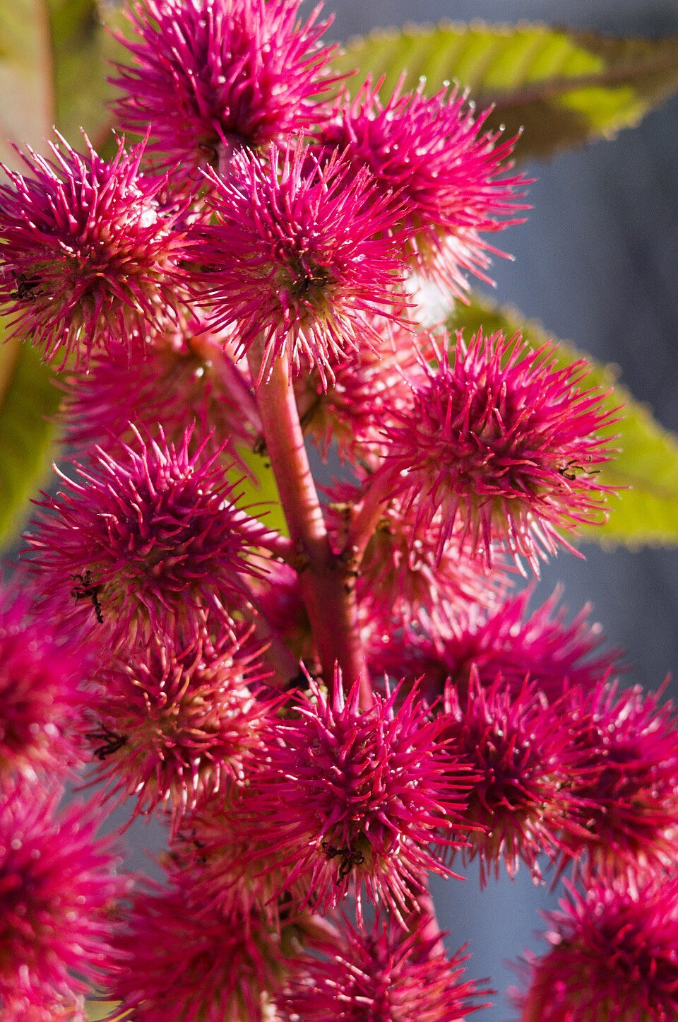 Castor_oil_plant_in_the_garden._Selective_focus.jpg