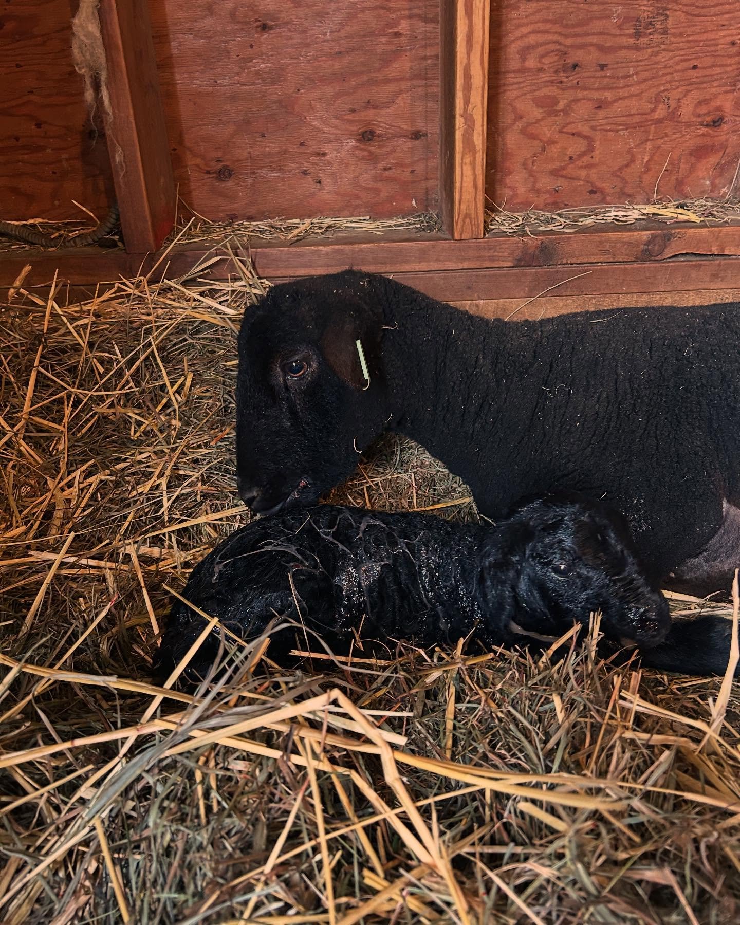 This ewe worked so hard today. I noticed her pawing the ground in the back of the barn about 8am and she gave birth at 12:30pm.  I resisted the urge to intervene and pull the lamb, knowing it was her first time and, having been a first timer myself, 
