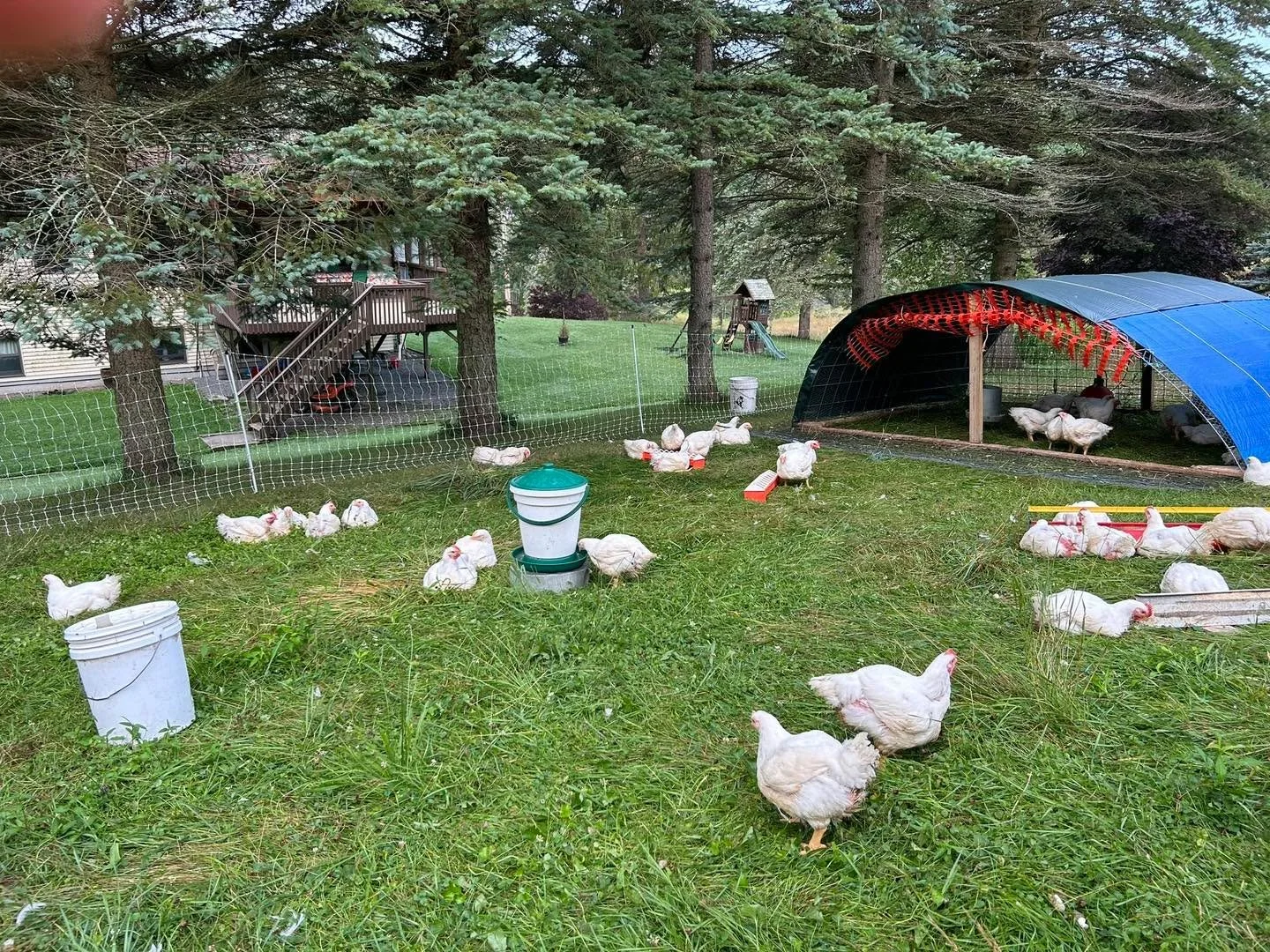 Time to preorder your chickens 🐓!! If you are looking for high quality, delicious local meat, our pasture raised chickens are an excellent choice. These birds spend their entire lives being expertly cared for and are then processed right here on our