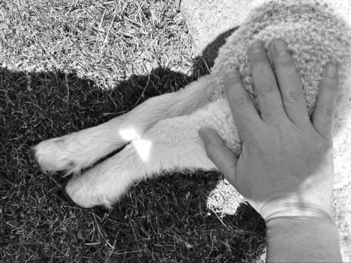 To find a beautiful lamb dead in the field is heartbreaking to me and my family. This is inevitable of course when raising livestock, but it never gets easier.  Probably died from enterotoxemia and there was little I could&rsquo;ve done to help. Stil