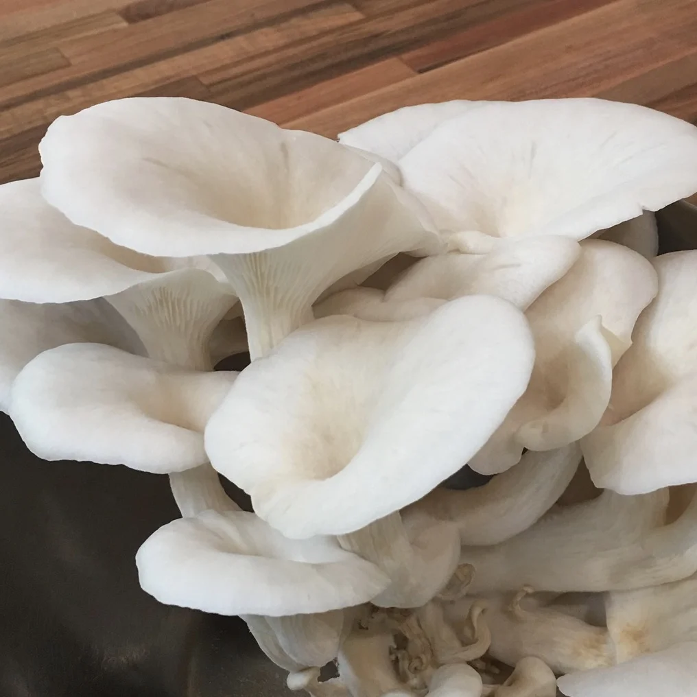 oyster