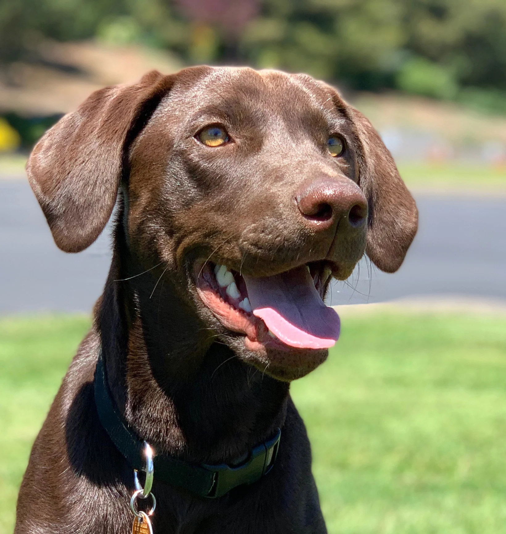 Charlie Oliver’s Dog Cora