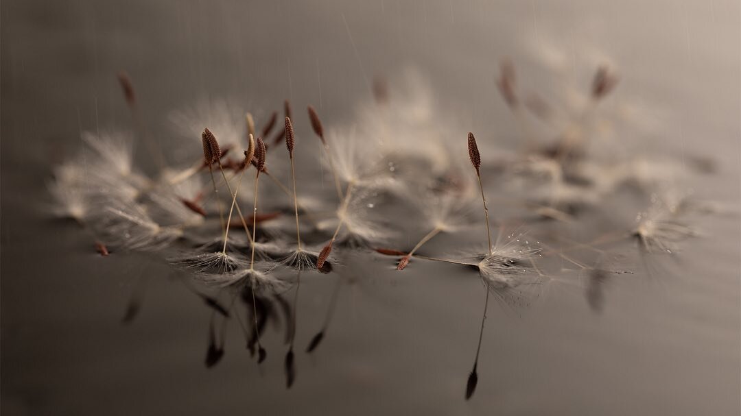 Glorious Seeds
.
Photo by // @austinblasingame