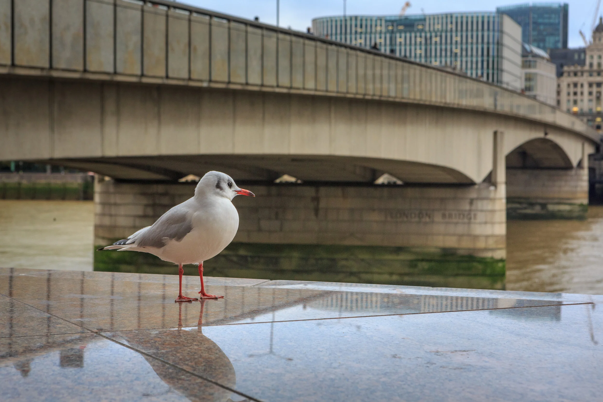 London (6 of 20).jpg