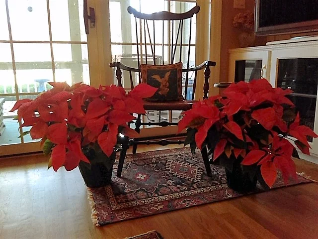 Poinsettias Lynda .jpg