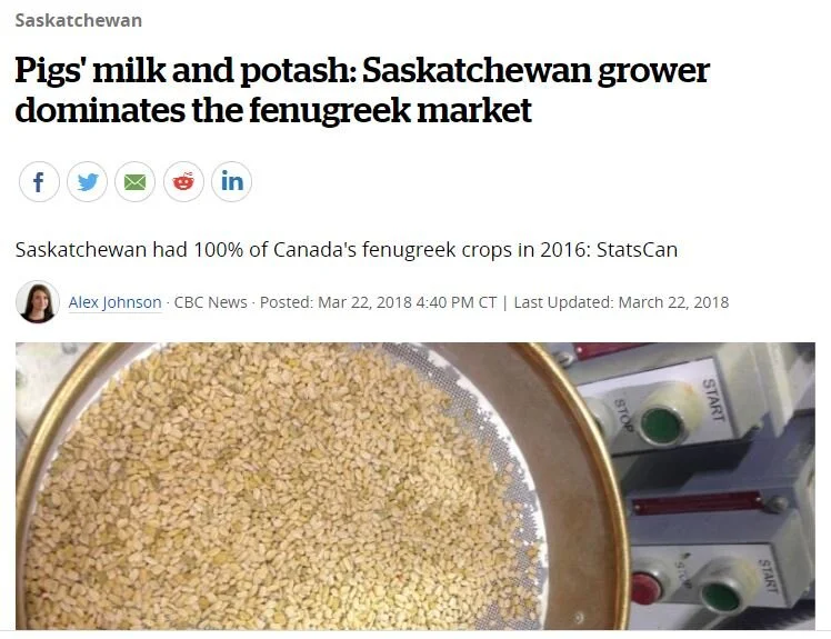 CBC Featured: Pigs' milk and potash: Saskatchewan grower dominates the fenugreek market
