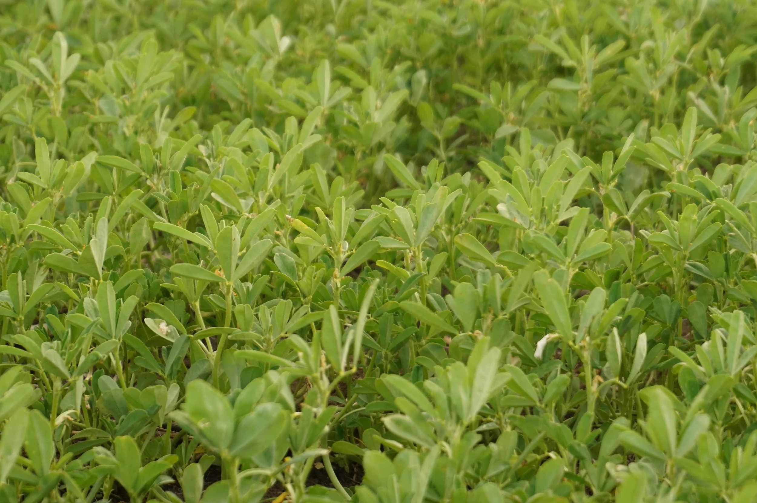 Study: Promising Fenugreek Gum Polymer: Adjuvants for Drone-Based Aerial Chemical Applications to Mitigate Off-Target Drift