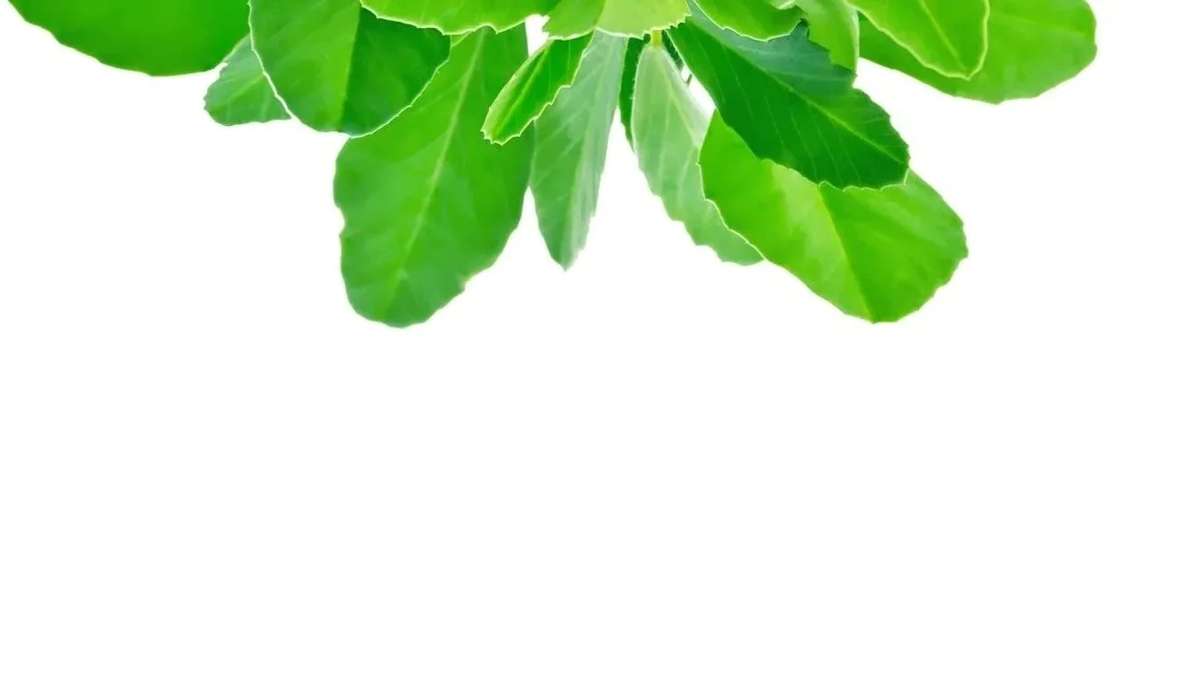 emerald seed products.jpg