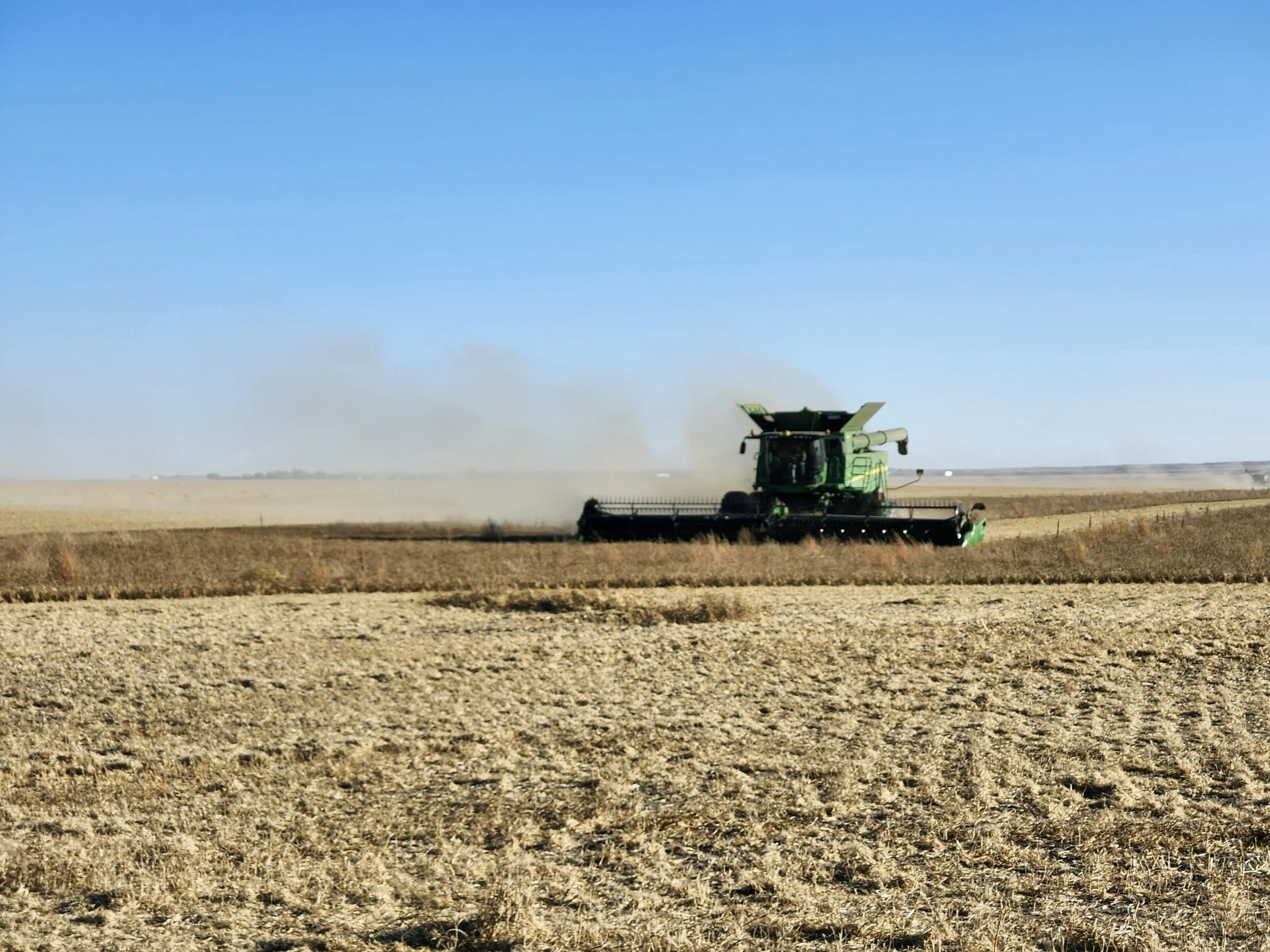 Large green combiner is harvesting a beautiful fenugreek plant field in Southern Saskatchewan, Canada. The fenugreek will be made into a gum or powder.