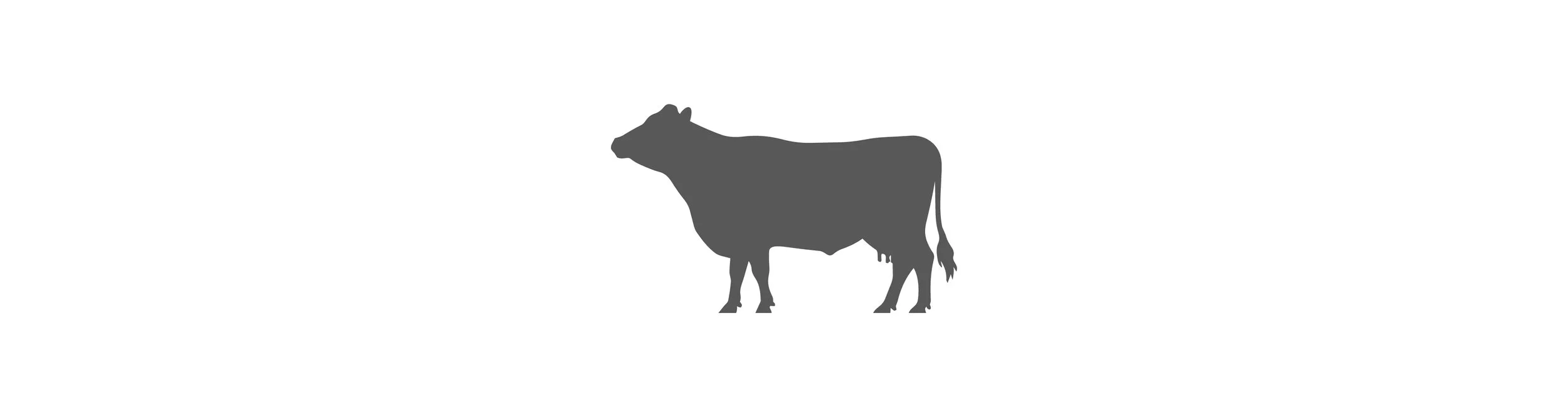 dairy-cow-livestock.jpg