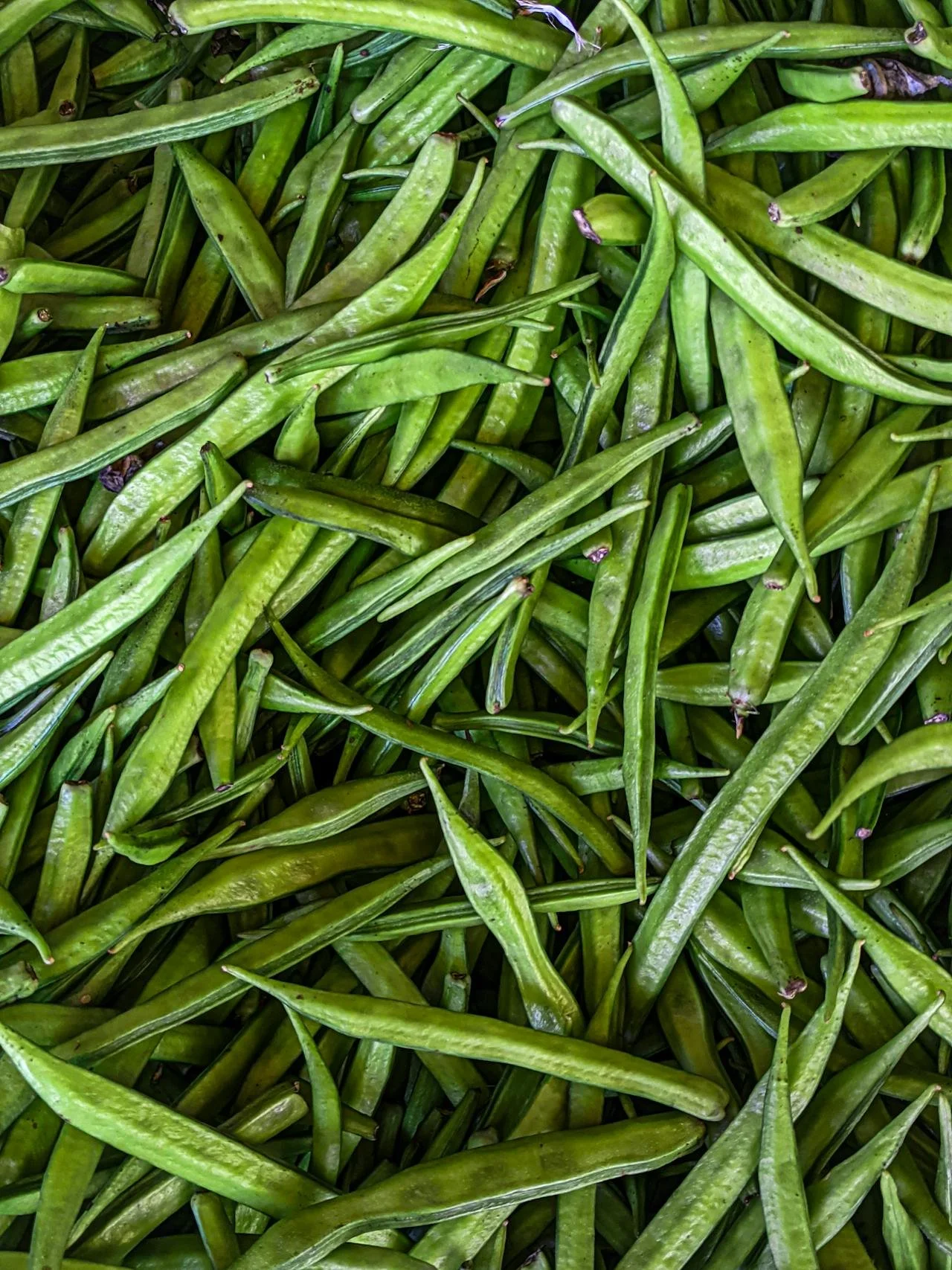 guar plant used for gum