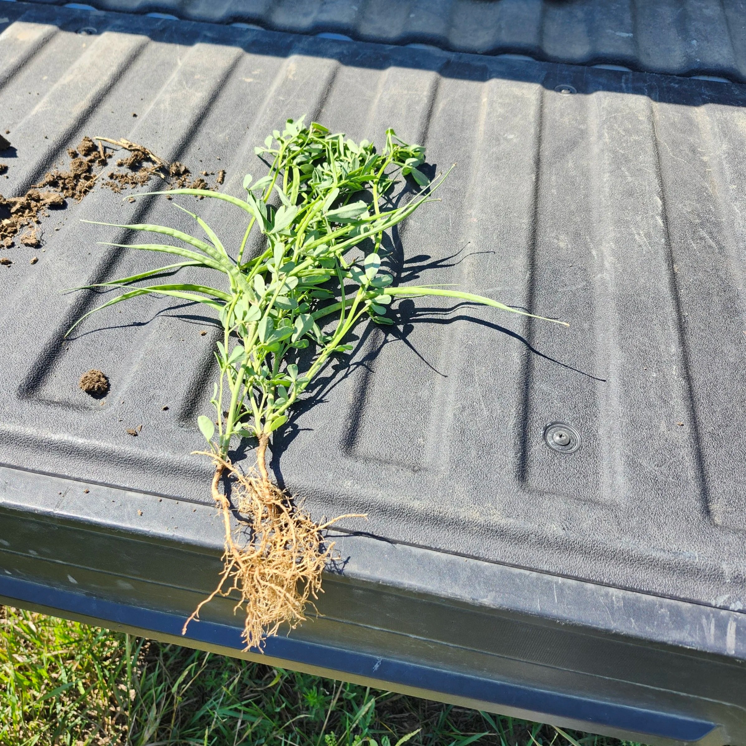Green and healthy fenugreek plant with beans showing and includes the root. Fenugreek plant has been uprooted.