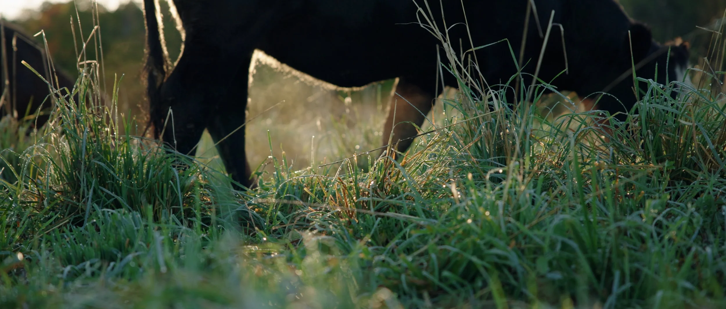 A horse grazing in a grassy field during sunrise or sunset.