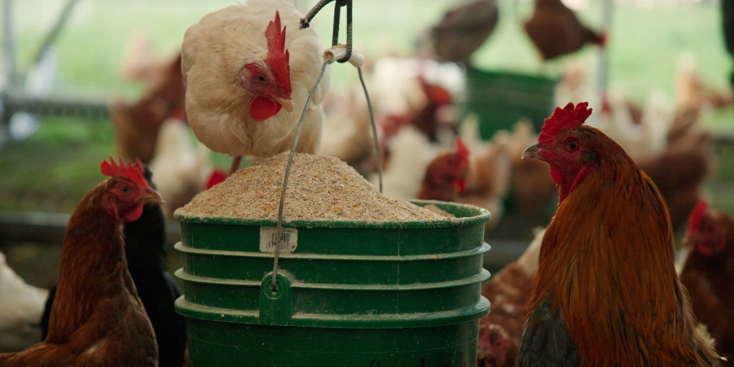 Chickens and hens gathered around a green feeder filled with feed inside a barn.