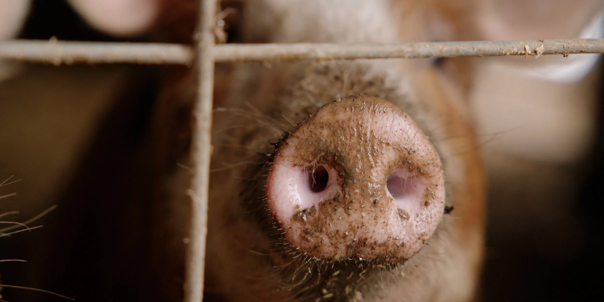 Close-up of a pig's snout at Good Family Farms for a documentary we shot in Grey County, ON.