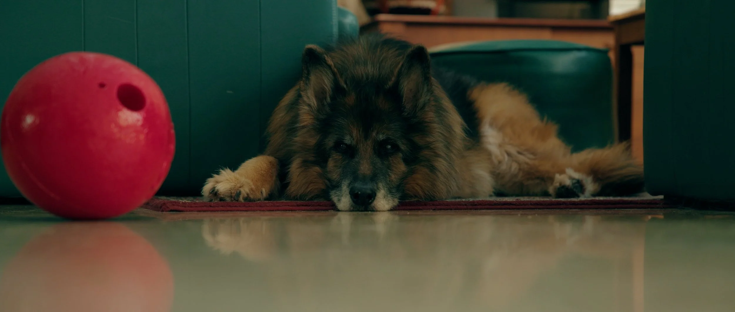 A large, fluffy dog with a mix of brown and black fur lying on the floor near a red ball and a green couch in a cozy indoor setting.