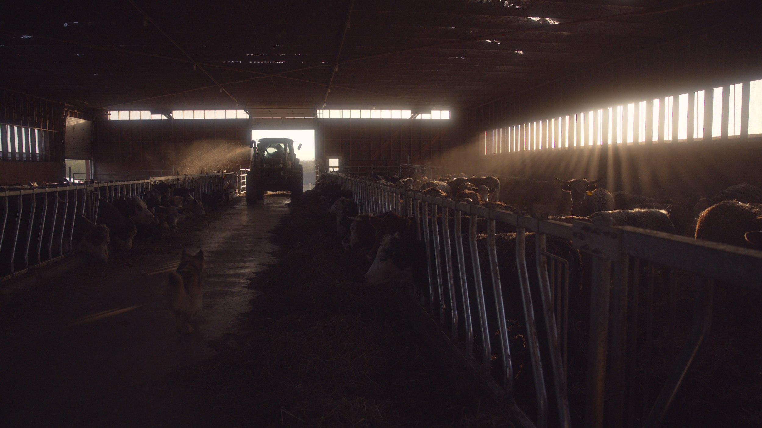 Screengrab from our latest documentary, The Good Farm, filmed outside of Meaford Ontario, Canada.