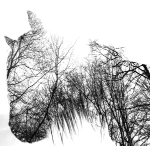 cheval+meadow+1.jpg
