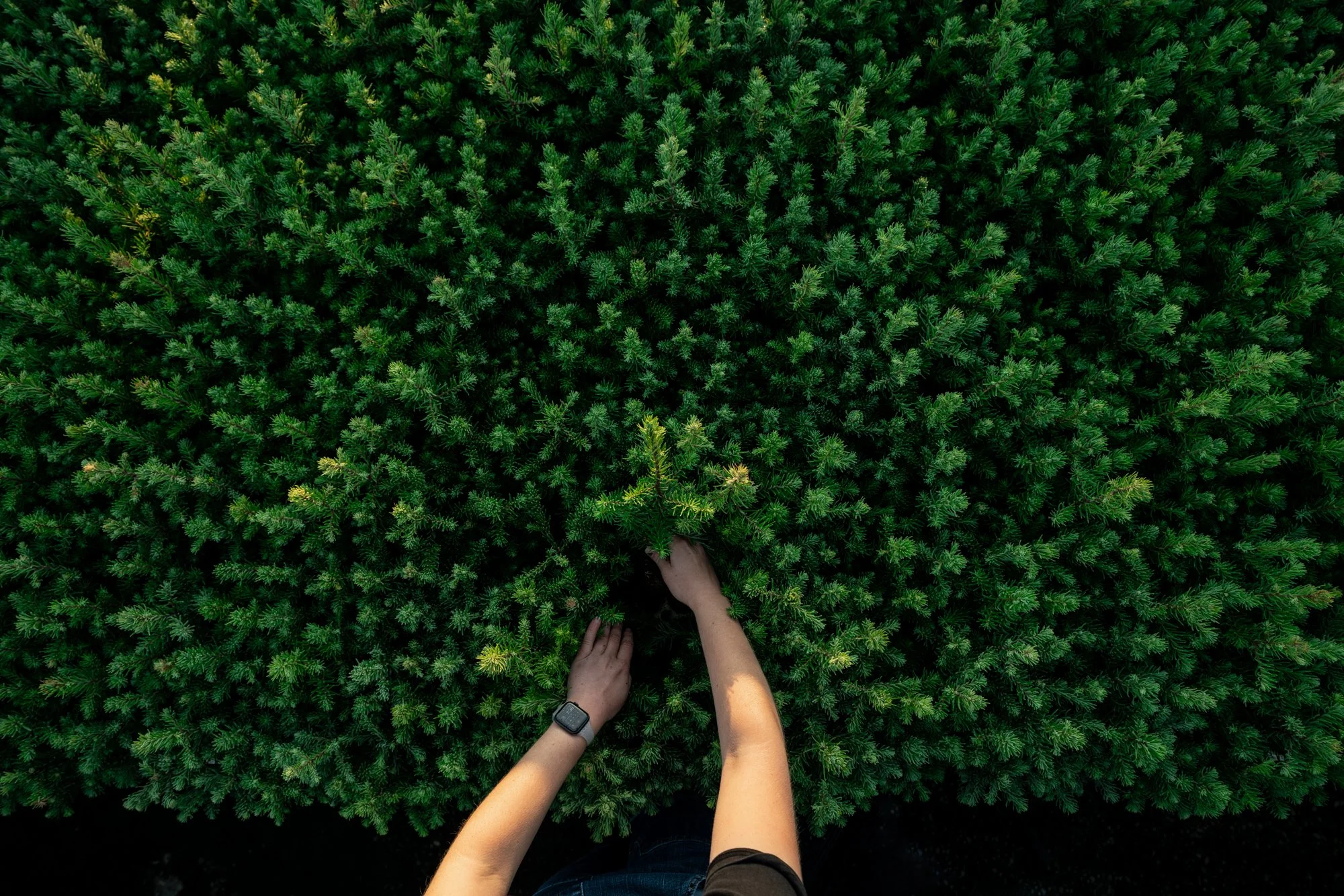 WFI - Hands Tending Nursery.jpg