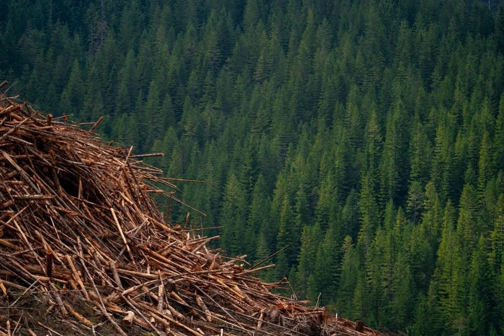 Timber and Forest.jpeg