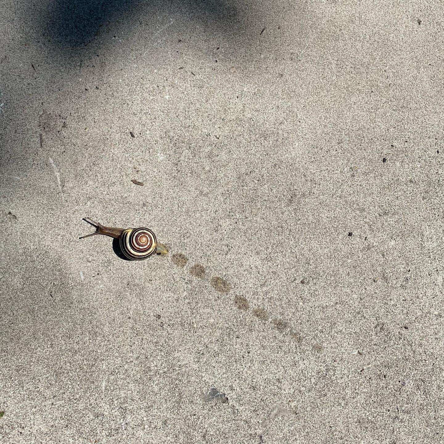 maybe he&rsquo;s going home to his snail family?
&bull;
#somegoodnews #goodnewsmovement #snail #snails