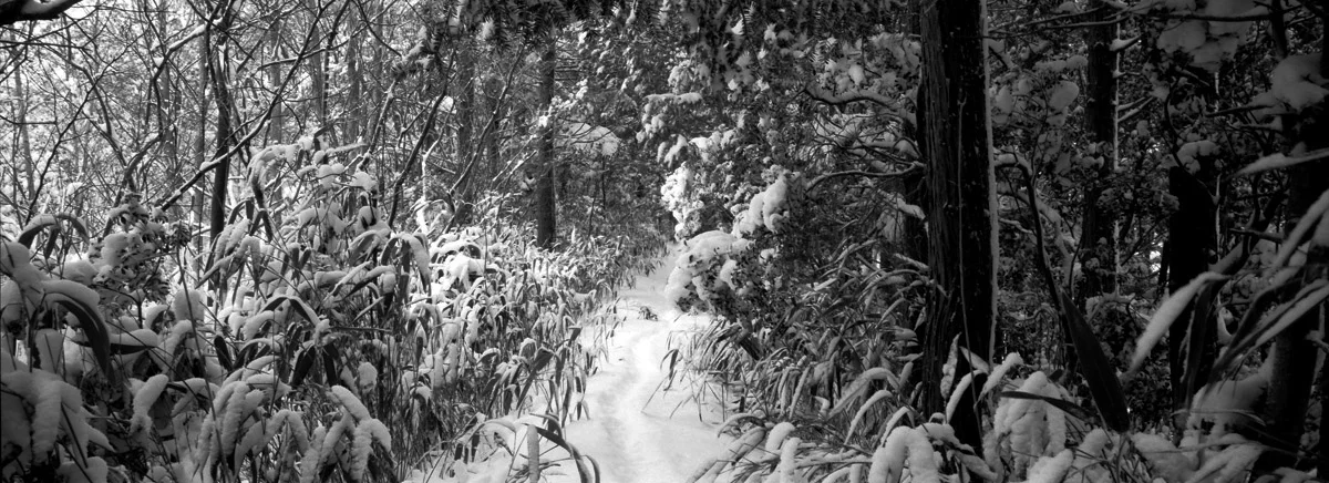 an_old_trail_2.jpg