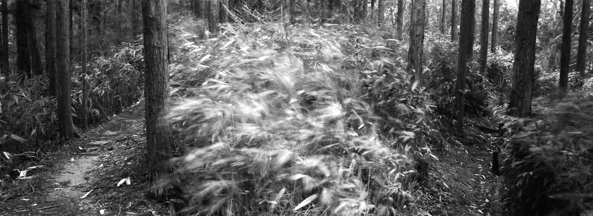 an_old_trail_6.jpg