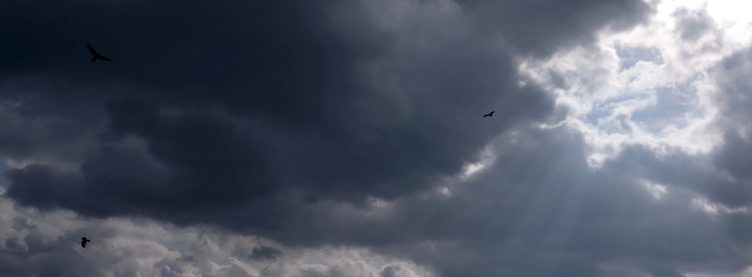 PPE / Pandemic Panoramic Exposures: Cycle 3-Week 8, Kyoto