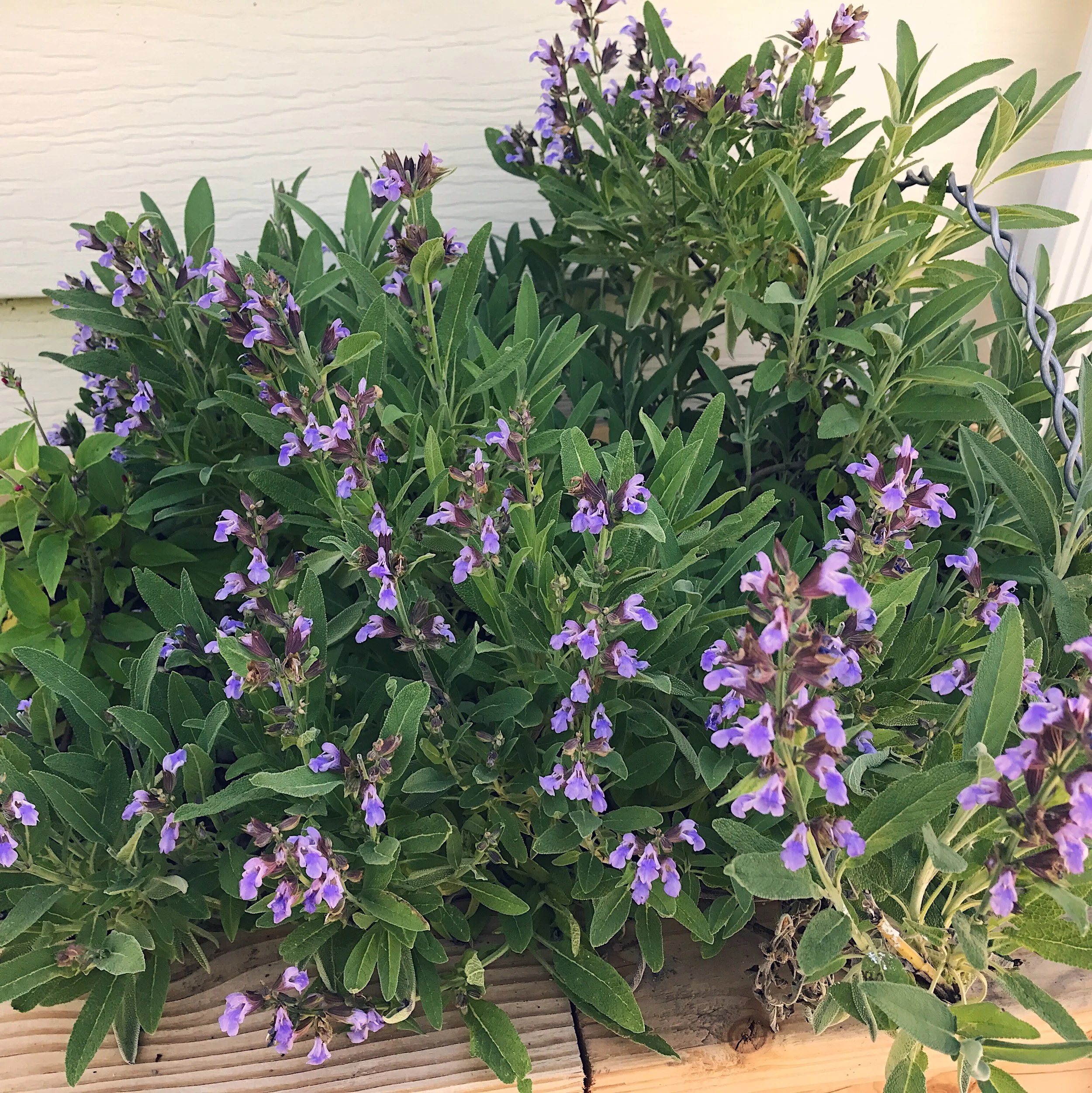 Medicinal Uses for Sage
