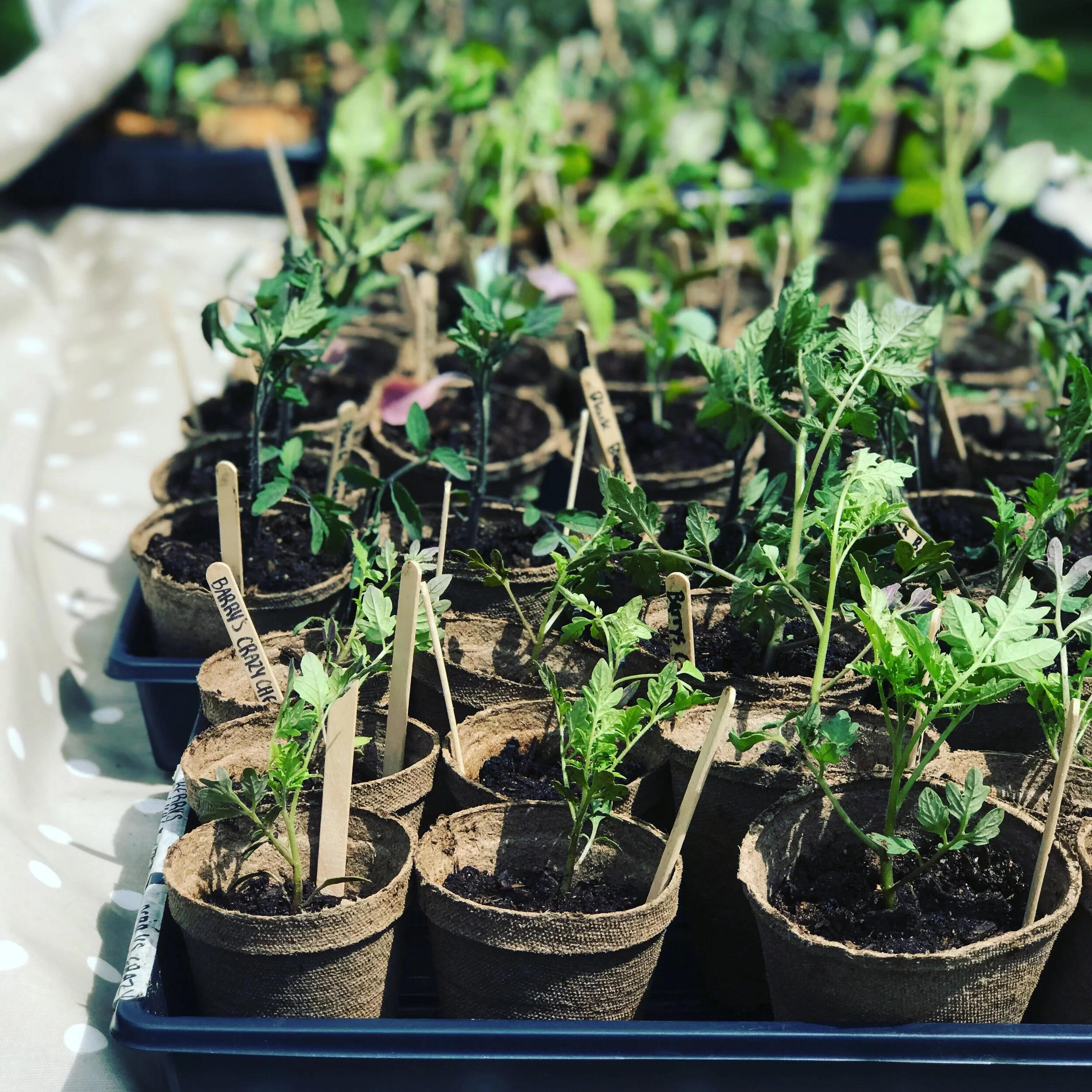 The Modern Farmsteads Growing List for 2020